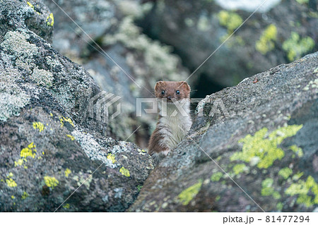 野生動物 エゾオコジョ かわいい 北海道の写真素材
