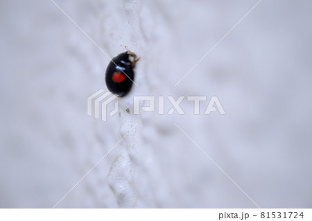 二星テントウ虫 昆虫の写真素材