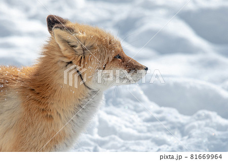 狐のしっぽの写真素材