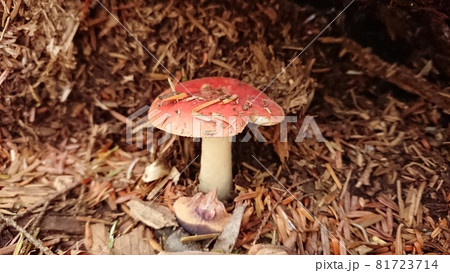 キノコ 白色 茶色 山中の写真素材