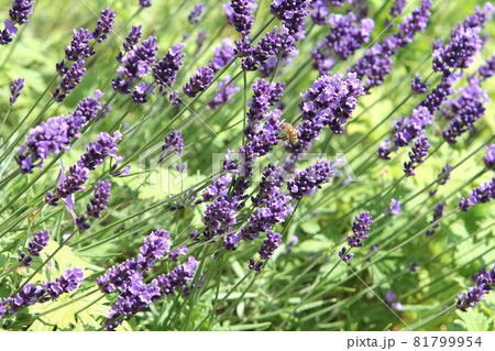 ラベンダー 紫 蜂 イングリッシュガーデンの写真素材
