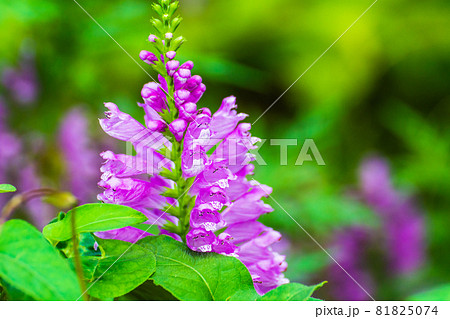 トラノオ 紫色の花の写真素材