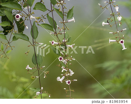 ヘクソカズラ つる性 雑草の写真素材