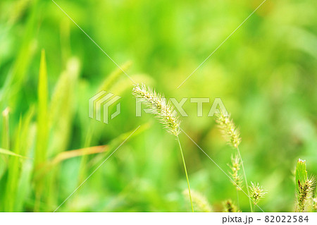 猫じゃらし草の写真素材