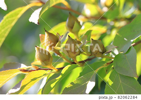 沙羅双樹の実の写真素材 - PIXTA