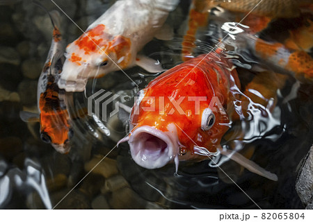 金魚鉢 餌やり 金魚 餌の写真素材