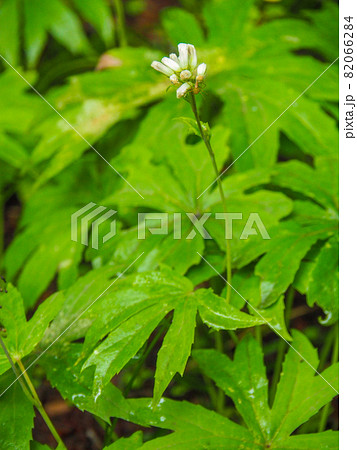 破れ傘 山野草 自然 草花の写真素材