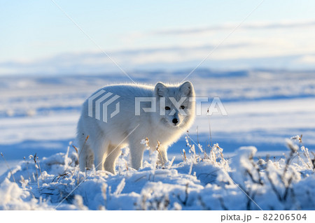 ツンドラ気候の写真素材