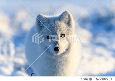 ツンドラ気候の写真素材