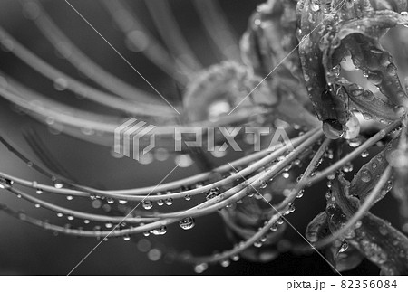 彼岸花 花 モノクロ 白黒の写真素材