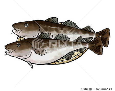 鱈のイラスト素材 鱈のイラスト素材