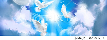 白い鳩のイラスト素材