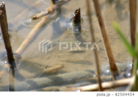 メダカ 絶滅 絶滅危惧種 黒メダカの写真素材