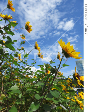 ひまわりに似た花の写真素材