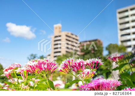 花壇 花 歩道 植木の写真素材