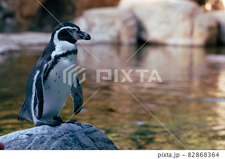 ファーストペンギンの写真素材