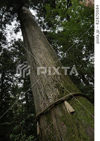 安産杉 箱根神社 大木の写真素材