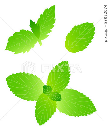 ミントのイラスト素材