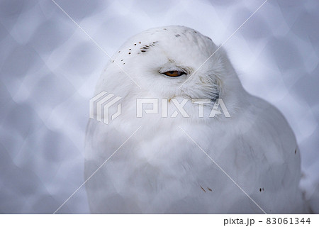 白フクロウの写真素材