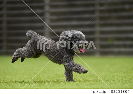 トイプードル 走る 犬 かけるの写真素材