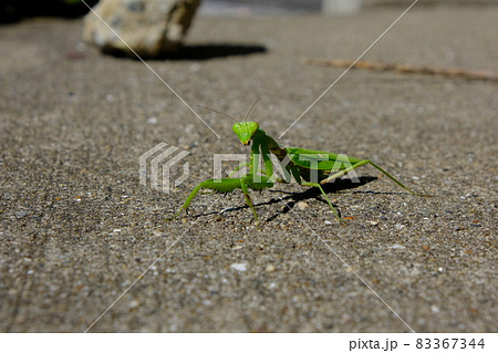 カマキリ 可愛いの写真素材