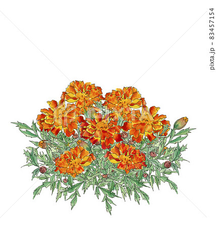 マリーゴールド（絵画） マリーゴールド 花 植物 水彩画のイラスト素材 - PIXTA