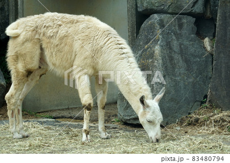ラマ リャマ ジャマ 動物の写真素材