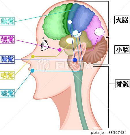 小脳 大脳 脳 解剖図のイラスト素材