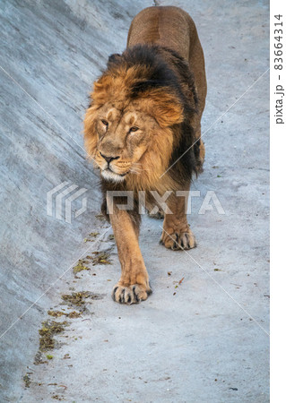 立派なたてがみの写真素材