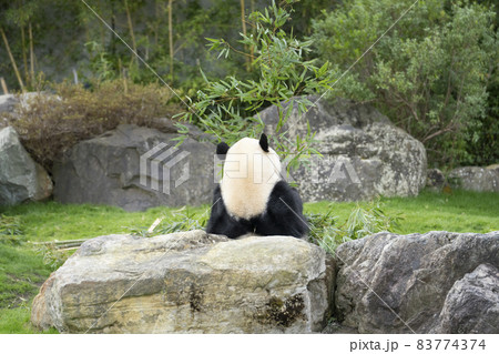 パンダ ジャイアントパンダ 後姿 背中の写真素材
