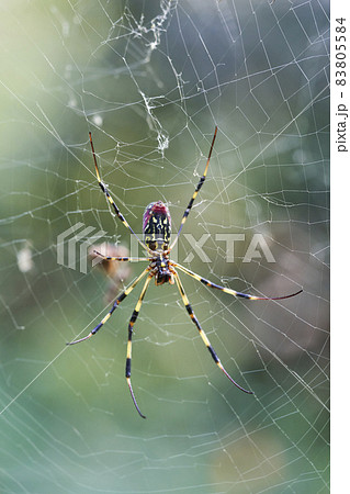 女郎蜘蛛の写真素材