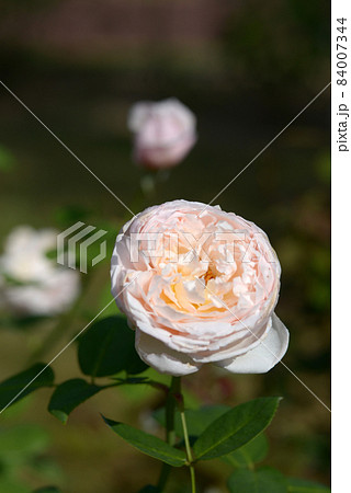 セシリア 花の写真素材