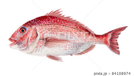 水彩画 鯛 魚 魚類の写真素材 - PIXTA