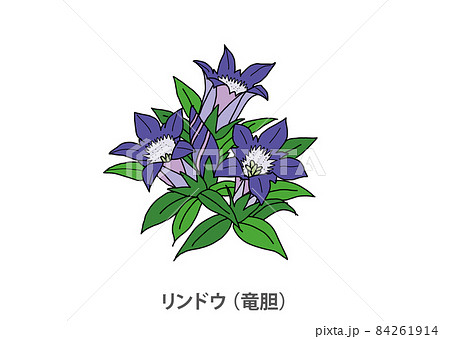りんどうのイラスト素材