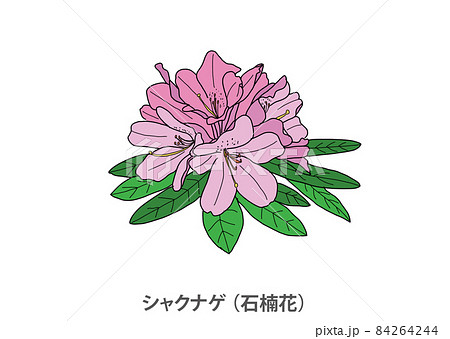 シャクナゲのイラスト素材
