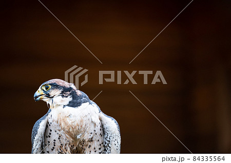 ハヤブサ 自然 鳥 かっこいいの写真素材
