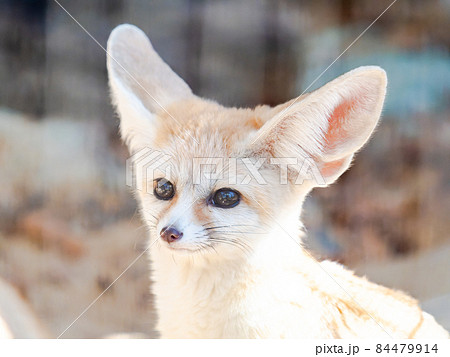 フェネックキツネ キツネ 動物園 かわいいの写真素材