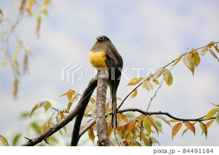 綺麗な野鳥の写真素材