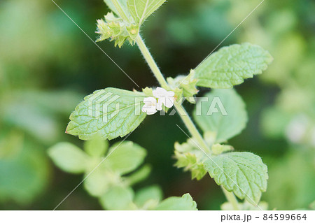 レモンバーム 花の写真素材