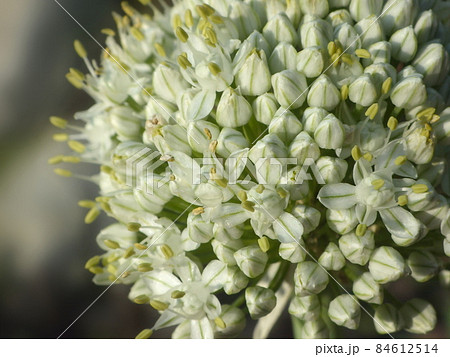 ねぎぼうず 玉ねぎの花 花 玉葱の写真素材