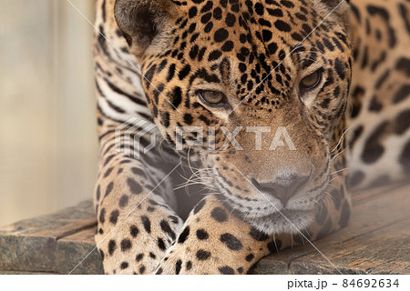 黒ヒョウ ジャガー 動物 陸上動物の写真素材