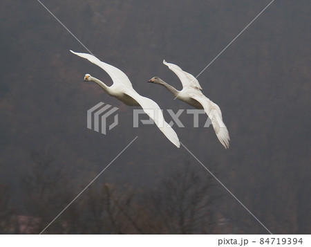 飛んでいる白鳥の写真素材