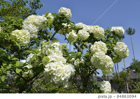 八重コデマリの花の写真素材 - PIXTA