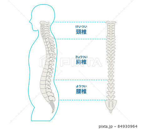 背骨のイラスト素材