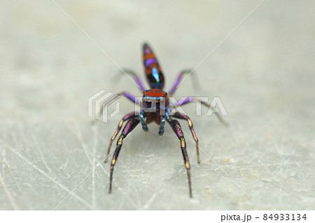 赤い小さい蜘蛛の写真素材