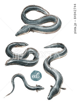 手描き 手書き イラスト 魚のイラスト素材