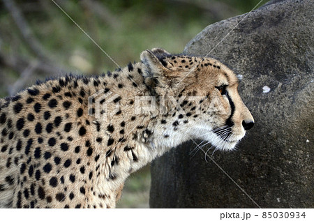 動物 チーター 横顔 顔の写真素材