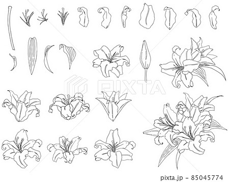 花 モノクロ 白黒 植物のイラスト素材