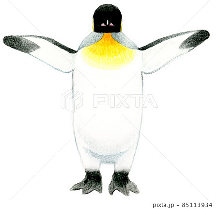 キングペンギンのイラスト素材