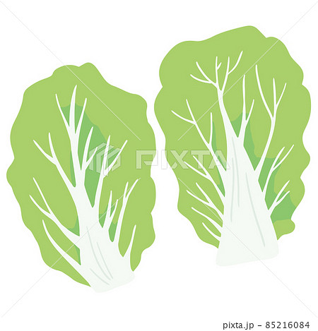 白菜のイラスト素材集 ピクスタ